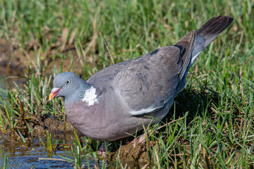 The?common wood pigeon?(Columba palumbus) is a large?species?in the dove and pigeon?family?(Columbidae) common in aiguamolls emporda girona spain