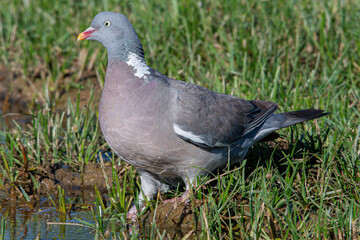 The?common wood pigeon?(Columba palumbus) is a large?species?in the dove and pigeon?family?(Columbidae) common in aiguamolls emporda girona spain