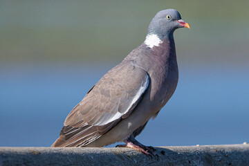 The?common wood pigeon?(Columba palumbus) is a large?species?in the dove and pigeon?family?(Columbidae) common in aiguamolls emporda girona spain