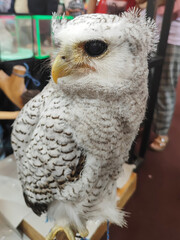 In the bird exhibition there is a Sumatranus white-eyed Bubo Owl, Stock Photo