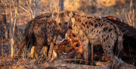 Wild Hyena eating at Safari, Zimbabwe
