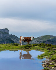 Alpen-Kuh
