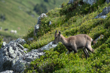 Junger Steinbock in den Alpen