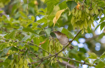 A Black-whiskered Vireo Perched on a Tree 