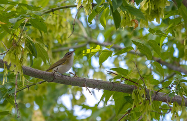 A Black-whiskered Vireo Perched on a Tree 