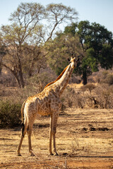 Naklejka na ściany i meble Wild Giraffe at Safari, Zimbabwe
