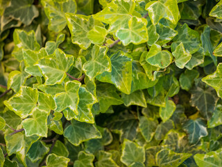 Roccaforzata [TA], Campagna, edera, 