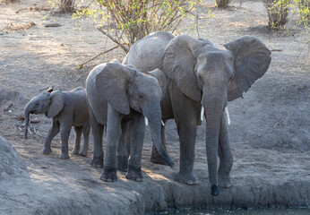 Wild Elephants at Safari, Zimbabwe