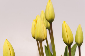 A bouquet of flowers with many yellow tulips on a light gray background