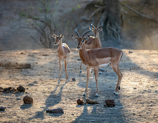 Nice Impala at the Savannah, Zimbabwe