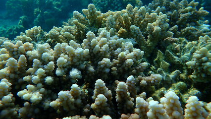 Naklejka na ściany i meble Polyp stony coral Acropora squarrosa undersea, Red Sea, Egypt, Sharm El Sheikh, Nabq Bay
