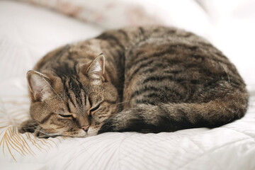 Lazy tabby grey cat sleeping on the bed.