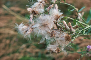 Down of field thistle in the meadow. Close-up