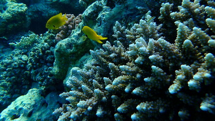 Naklejka na ściany i meble Polyp stony coral Acropora squarrosa undersea, Red Sea, Egypt, Sharm El Sheikh, Nabq Bay