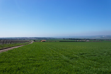 forest landscape, trees, flowers, great nature atmosphere, nature wallpaper and background