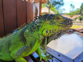 Up close the green iguana looks very nice in color