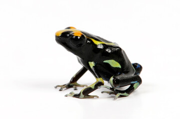 Dyeing poison dart frog // Färberfrosch (Dendrobates tinctorius) - morph "Olemarie"