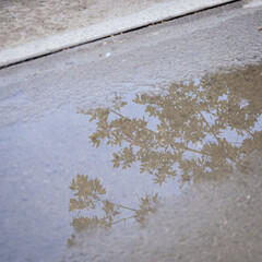 Reflections in water. Trees , leaf, water.