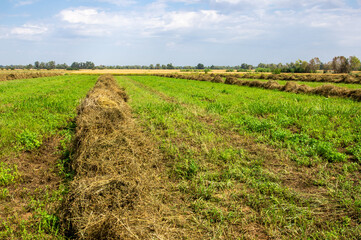 Hileras de pasto segado, dispuesto para crear pacas de heno con una empacadora. Al fondo hay un...