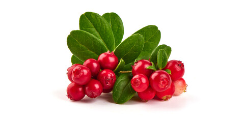 Wild cowberry, foxberry, lingonberry with leaves, isolated on white background. High resolution image.