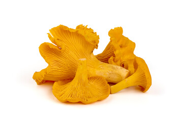 Chanterelle or girolle mushrooms, isolated on white background.