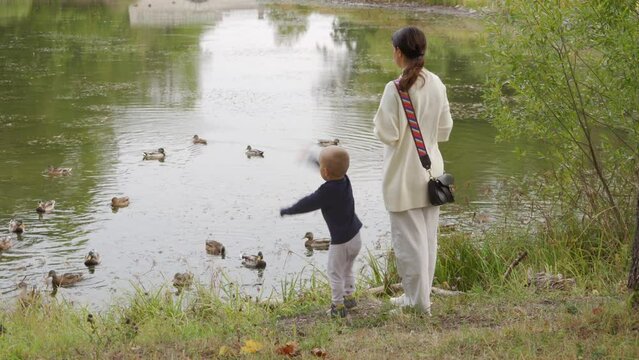 mother and toddler child feed wild ducks on a pond in the park, Aleksandrovsky Park, Pushkin, St. Petersburg, Russia.