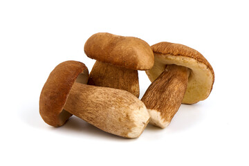 Forest mushrooms - Boletus edulis, isolated on white background.