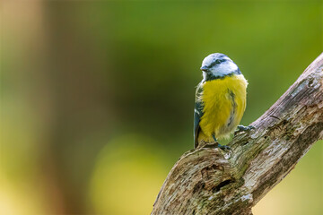 Eurasian blue tit (Cyanistes caeruleus) sitting on the branch