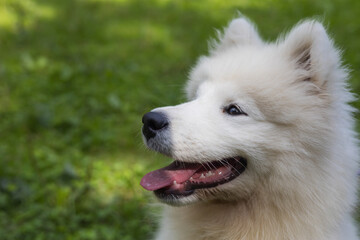 Samoyed - a beautiful breed of Siberian white dog. Four-month-old puppy on a walk.