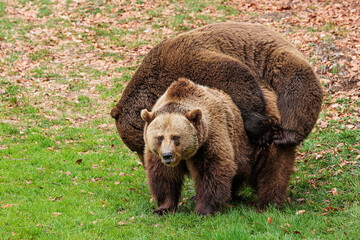 male and female brown bear (Ursus arctos)