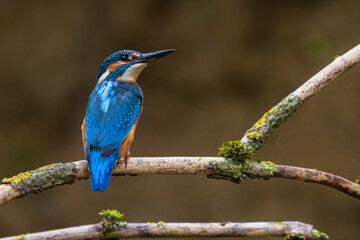 female Eurasian kingfisher (Alcedo atthis) she's beautifully posed