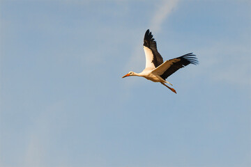 The white stork (Ciconia ciconia) floating down from the sky