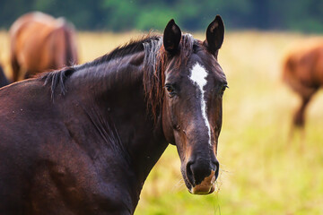 dark brown horse close-up portrait with a light spot on the forehead