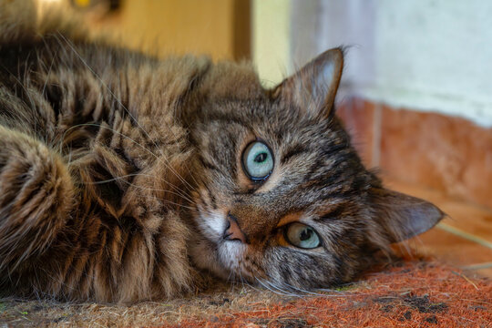 Tabby brown female cat lying on dirty doormat in entrance hall