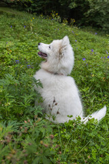 Samoyed - a beautiful breed of Siberian white dog. Four-month-old puppy on a walk.