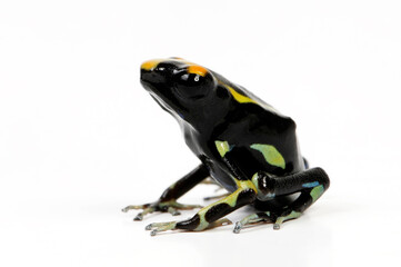Dyeing poison dart frog // Färberfrosch (Dendrobates tinctorius) - morph "Olemarie"