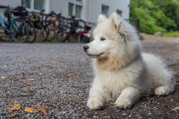 Naklejka premium Samoyed - a beautiful breed of Siberian white dog. Four-month-old puppy on a walk.