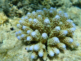 Polyp stony coral Acropora samoensis undersea, Red Sea, Egypt, Sharm El Sheikh, Nabq Bay