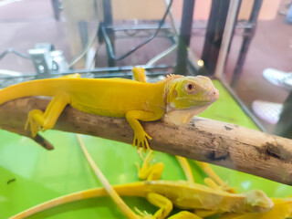 A yellow albino iguana reptile animal is in an aquarium cage