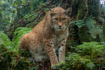 Luchs in Angriffstellung