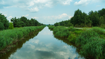 View of the lake among the lush green trees in the forest. Trees grow along the river and are reflected in the clear water. Natural landscape in the forest. River in the forest. uncontaminated nature