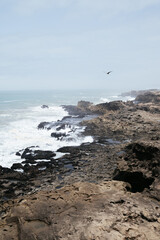 oiseaux qui vole au dessus des vagues
