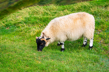 Obraz premium Typical sheep breed of the Isle of Skye with black head and legs in the Highlands, Scotland.