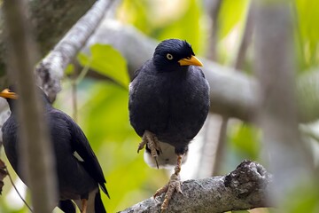 Javan Myna, Acridotheres javanicus