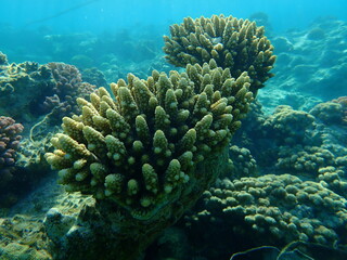 Naklejka na ściany i meble Polyp stony coral finger coral (Acropora humilis) undersea, Red Sea, Egypt, Sharm El Sheikh, Nabq Bay