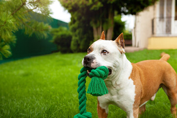 Dog American Pit Bull, a young white and brown male, holds a rope toy.