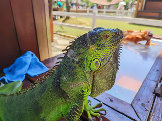 The appearance of a green iguana is very good in color and looks from the side
