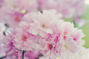 Selective focus of beautiful branches of pink Sakura flowers during spring season