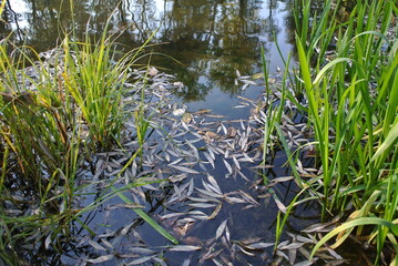Yellow leaves in water and green grass, abstract background.