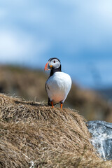 atlantic puffin 